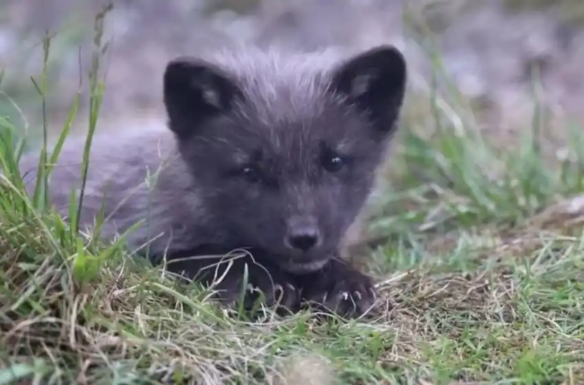 Finlandia ordenó sacrificar 109.000 zorros y 6.000 mapaches japoneses de granjas infectadas con gripe aviar