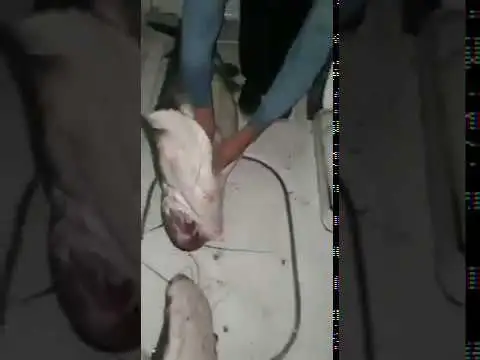 Viral: repudio contra por la matanza de cuatro surubíes megareproductores