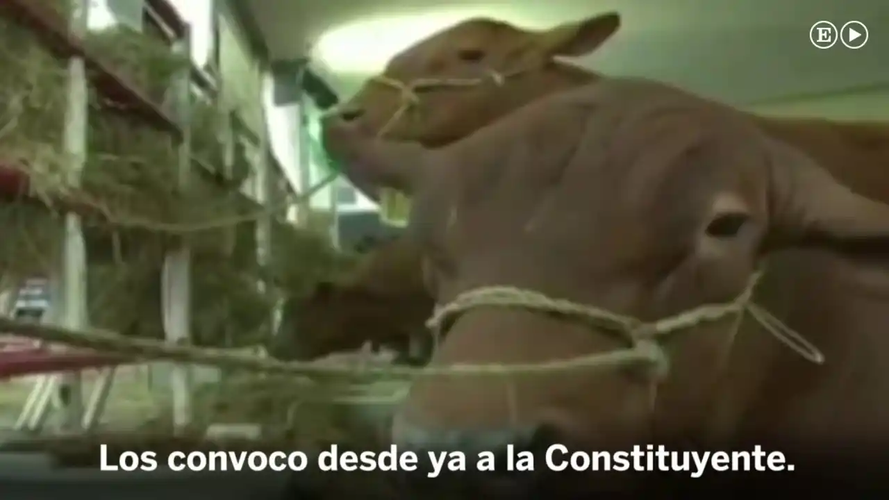 Maduro le habla a las vacas y les pide apoyo