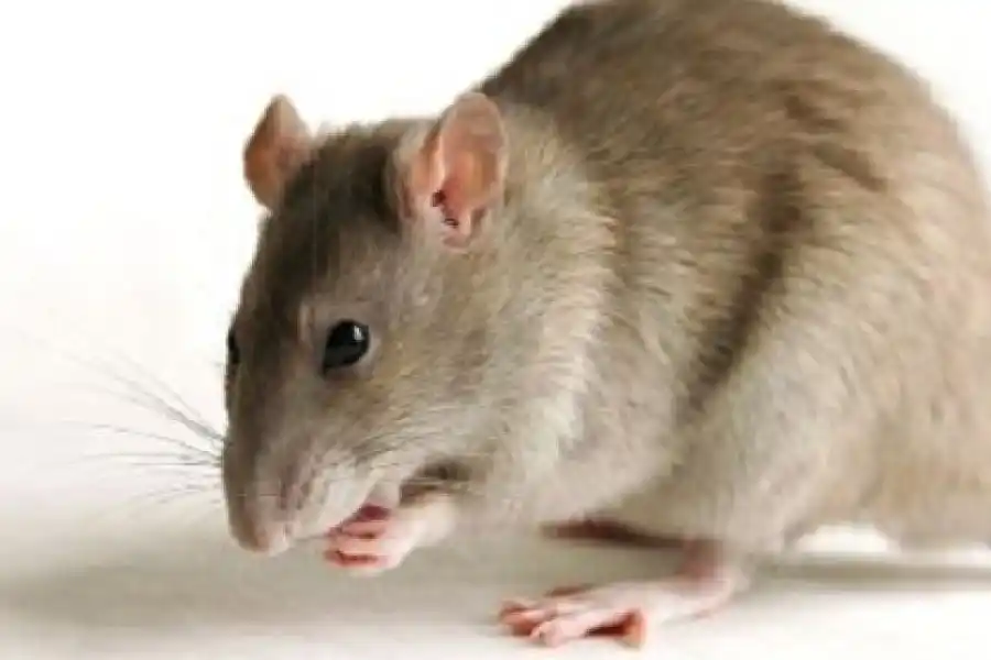 Recomendaciones para prevenir la leptospirosis