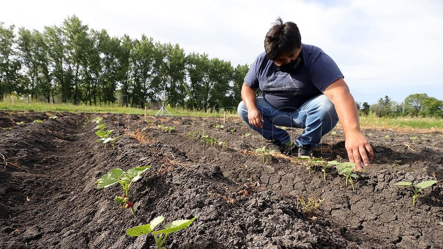 La producción de lentejas, arvejas y garbanzos podría crecer 90% este año