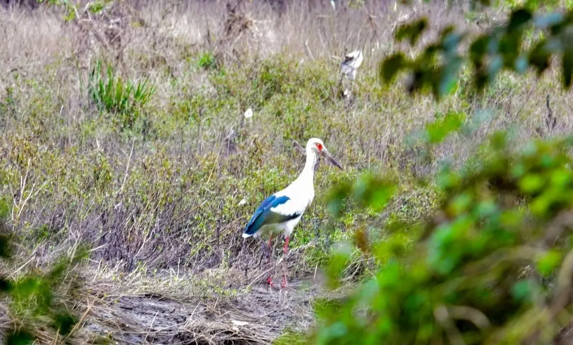 La jornada busca restablecer el ecosistema natural de la Reserva.