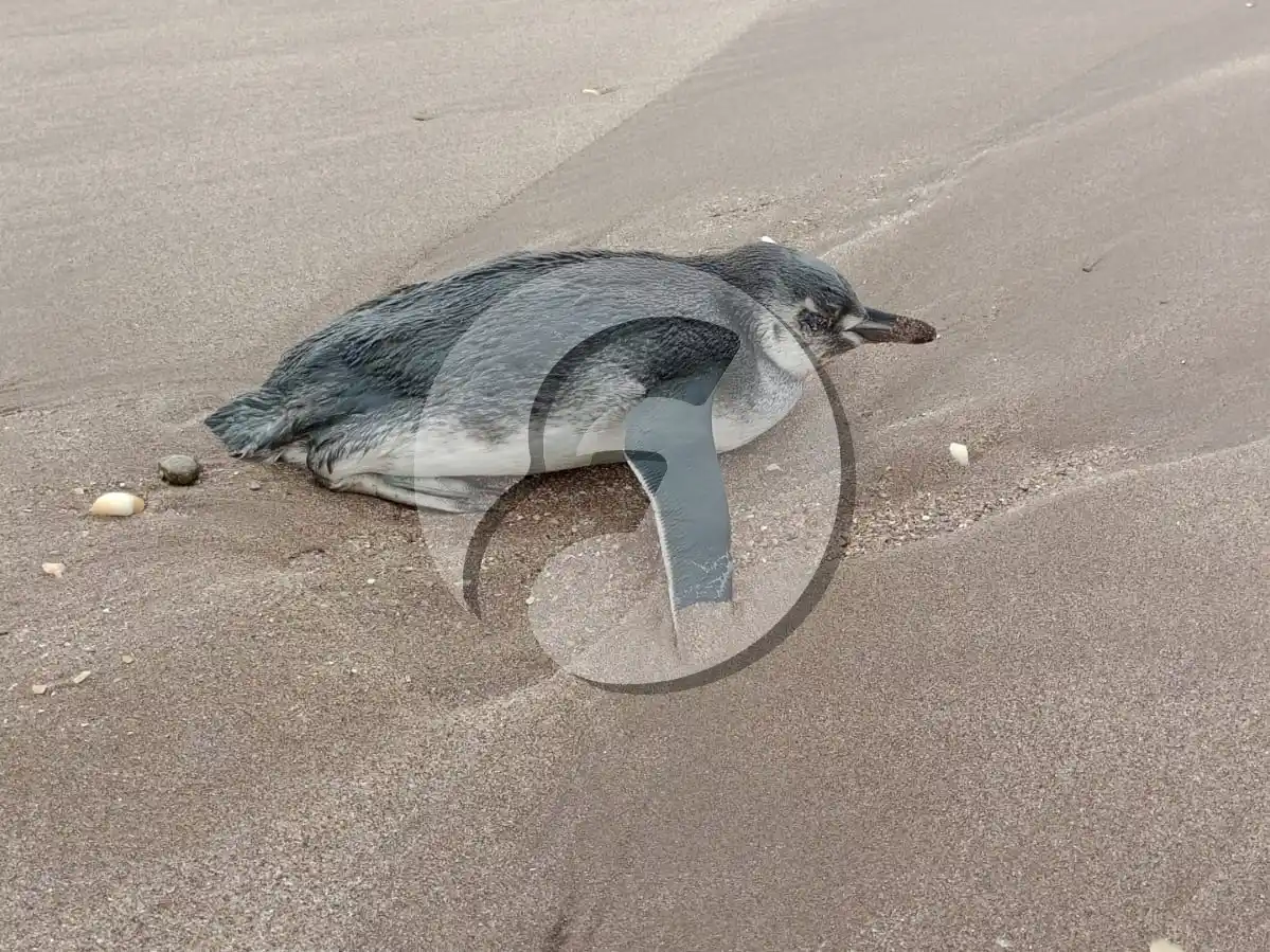 El animal, sobre la arena necochense