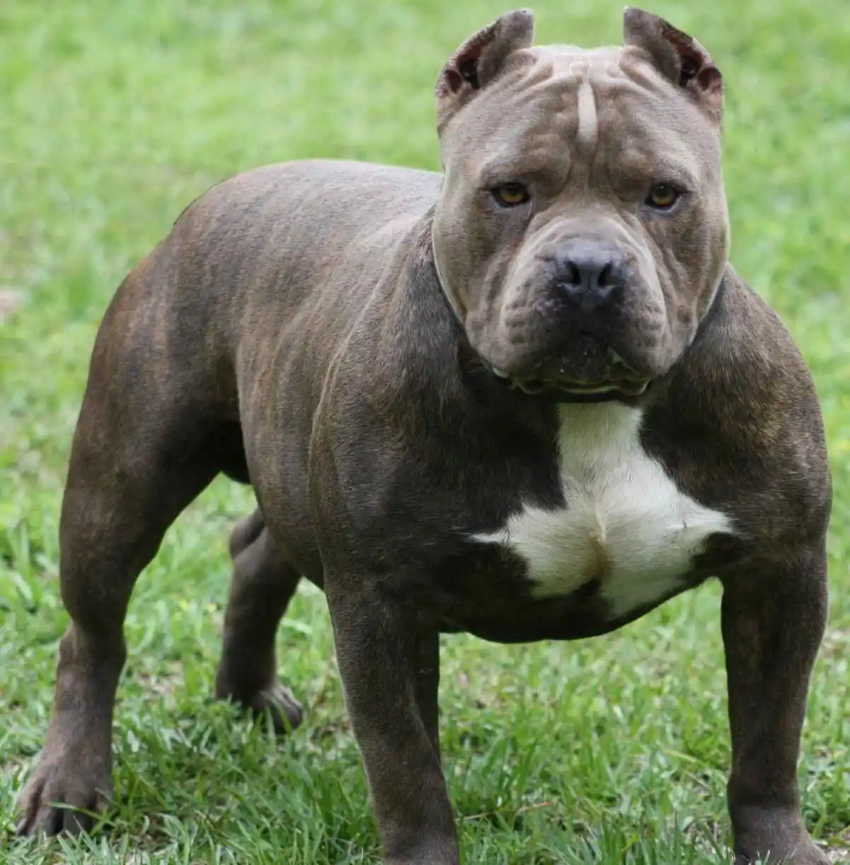 Un perro mordió a un niño en Varadero Sarsotti