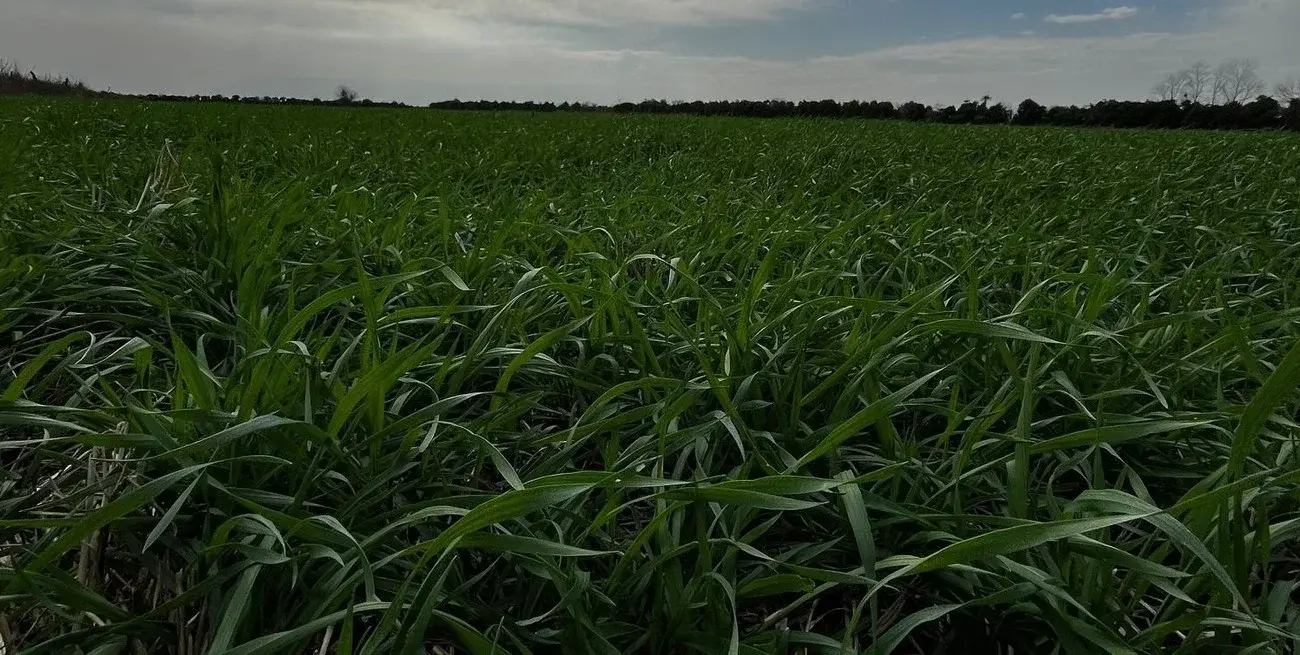 El trigo avanza con fuerza en Entre Ríos y ya cubre el 65% del área prevista