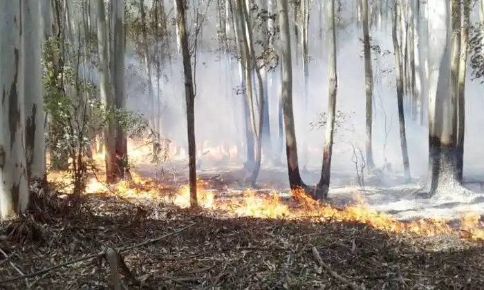 Los incendios en Corrientes preocupan al sector foresto industrial de Entre Ríos