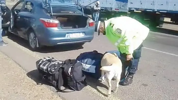 Narcomenudeo en  Autovía Artigas:  can detecta pequeña  dosis en un vehículo