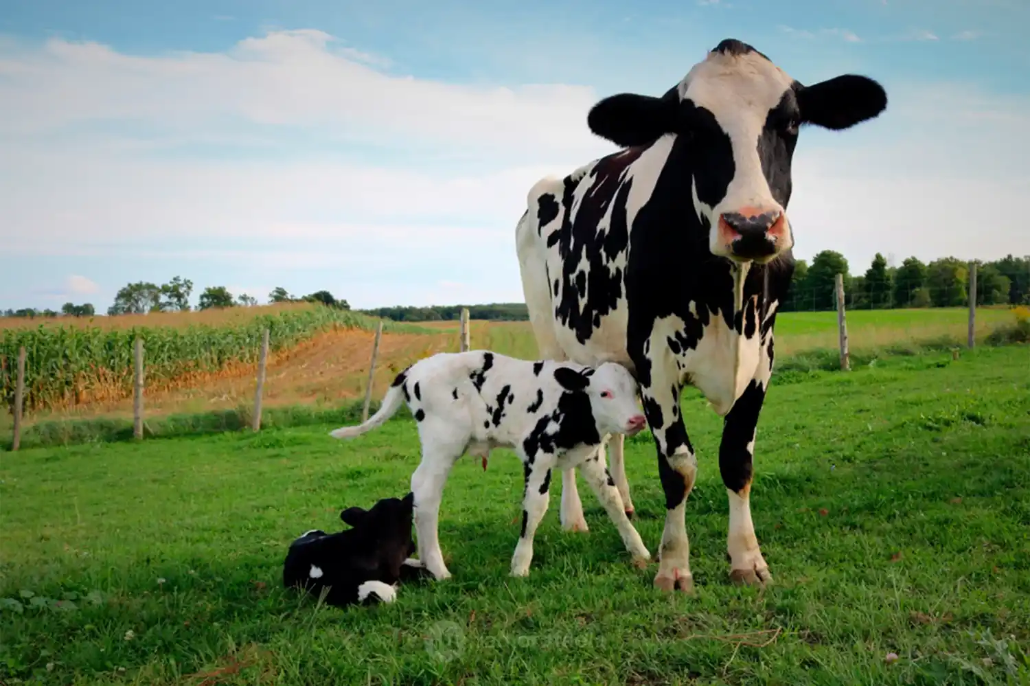 NUESTRO CAMPO | La faena bovina cayó 9% en el primer semestre, pero los productores buscan más kilos por animal