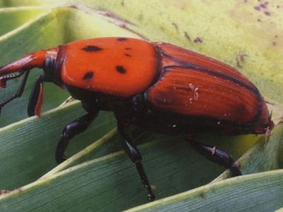 Reunión para combatir al Picudo Rojo, una plaga que amenaza especies nativas y exóticas