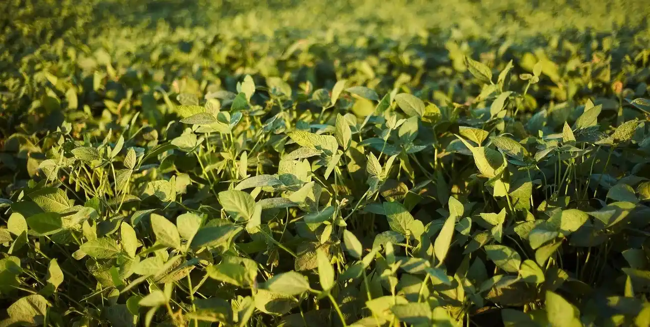 Mejora la condición de la soja tras las lluvias y el maíz comienza a cosecharse