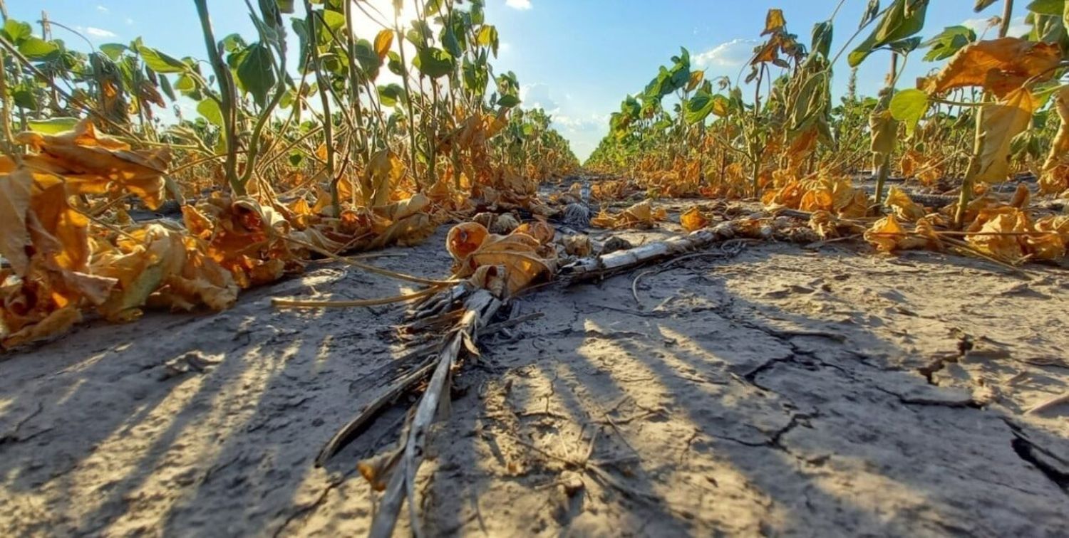 Nación destinará $ 28 mil millones adicionales para la agroindustria