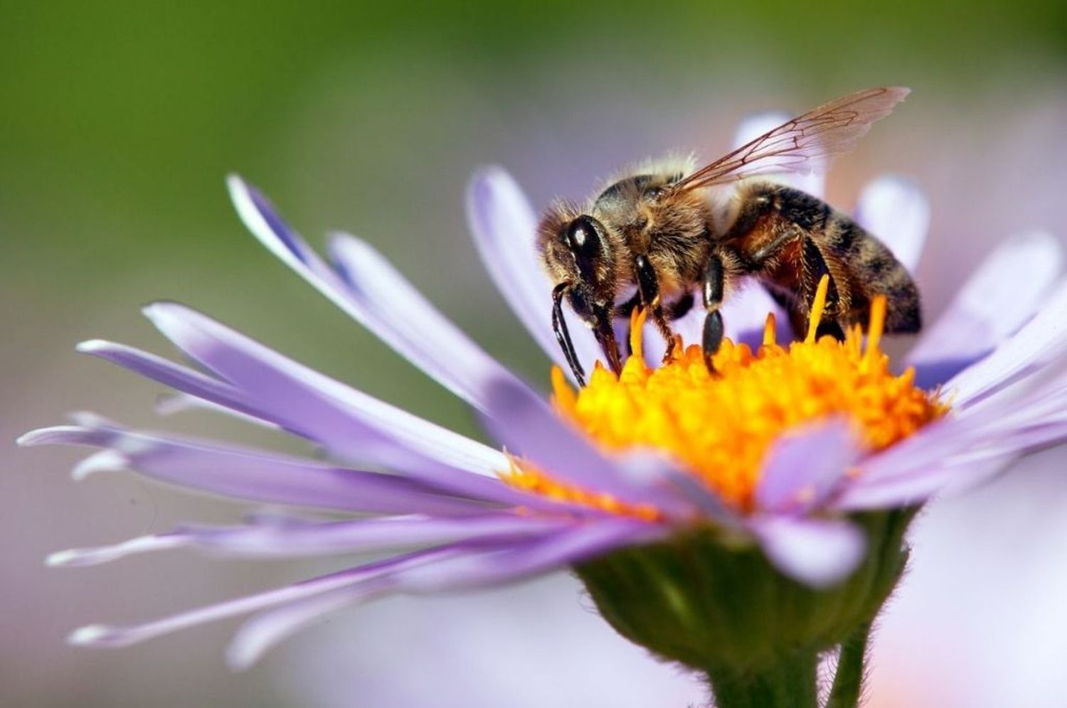 La escasez de flores pone en riesgo la supervivencia de las abejas en Chile