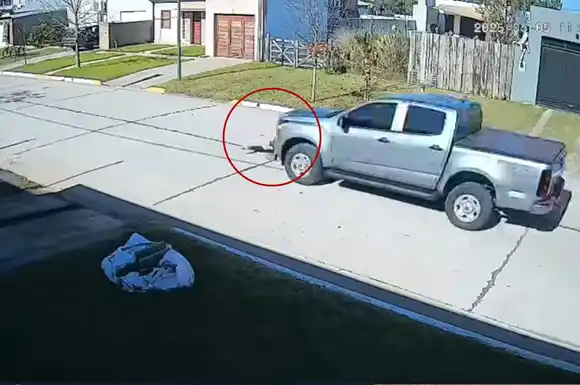 Imágenes sensibles: un inconsciente al volante persiguió a un perro a gran velocidad hasta atropellarlo