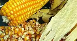 La producción de maíz sería 40% superior a la campaña pasada