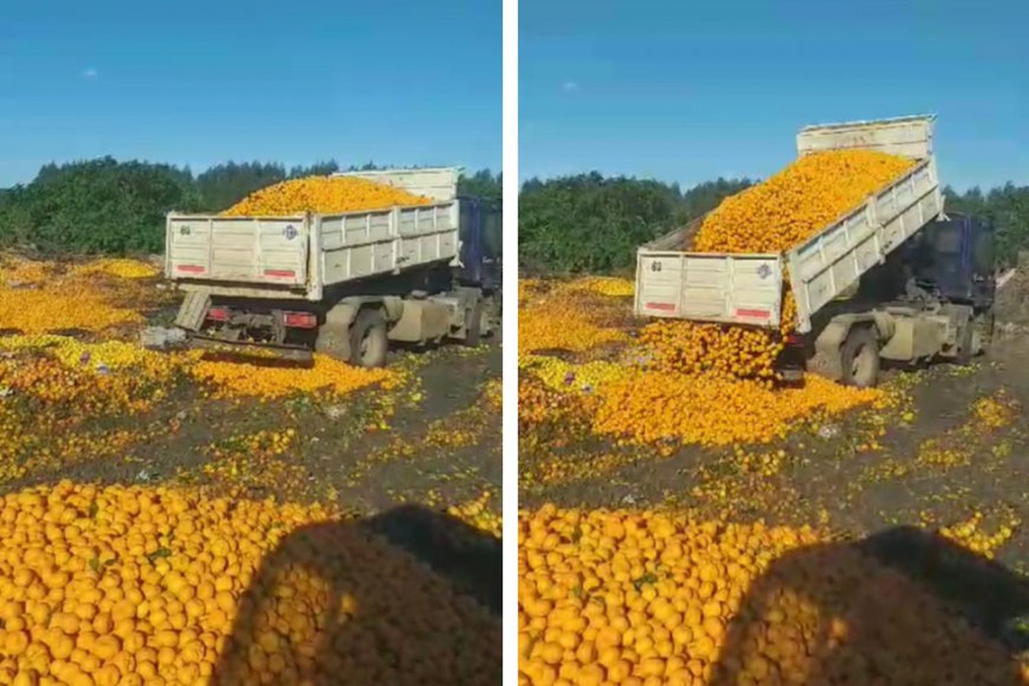 Entrerrianos tiran a la basura toneladas de mandarinas porque no hay plata para comprarlas