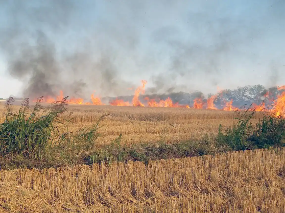 Se desató incendio en un campo de Susana