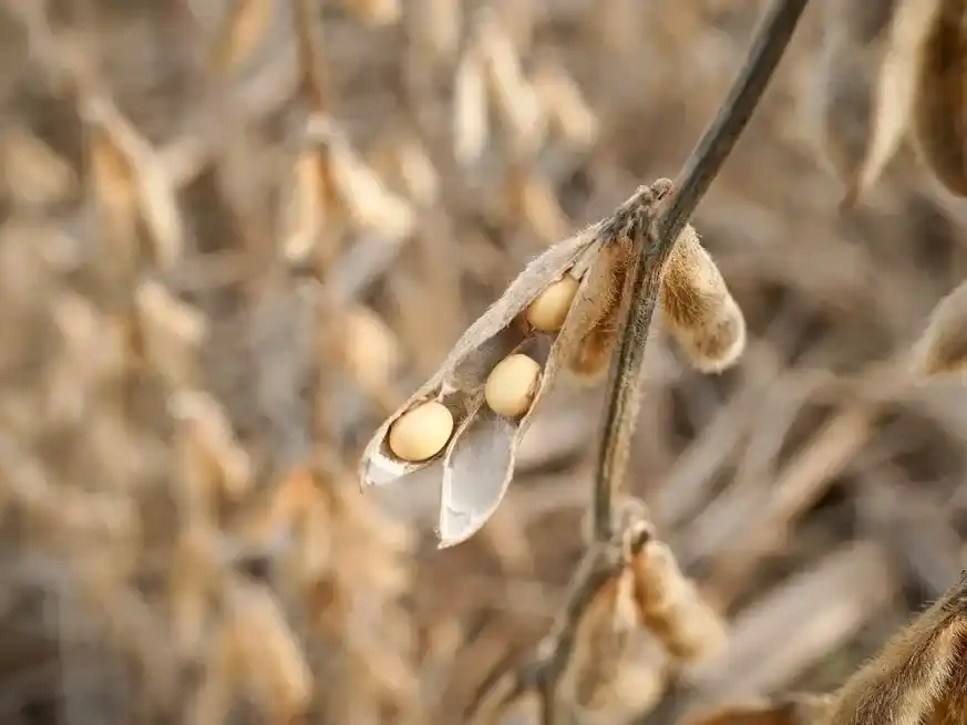 En Argentina, la dinámica comercial y la cosecha agregan presión e interrogantes sobre los precios en el corto plazo.