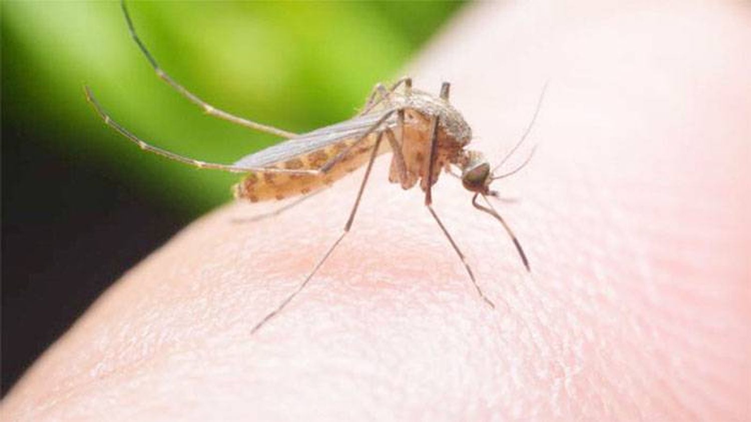 Calor y mosquitos: repelentes naturales y trucos para ahuyentarlos