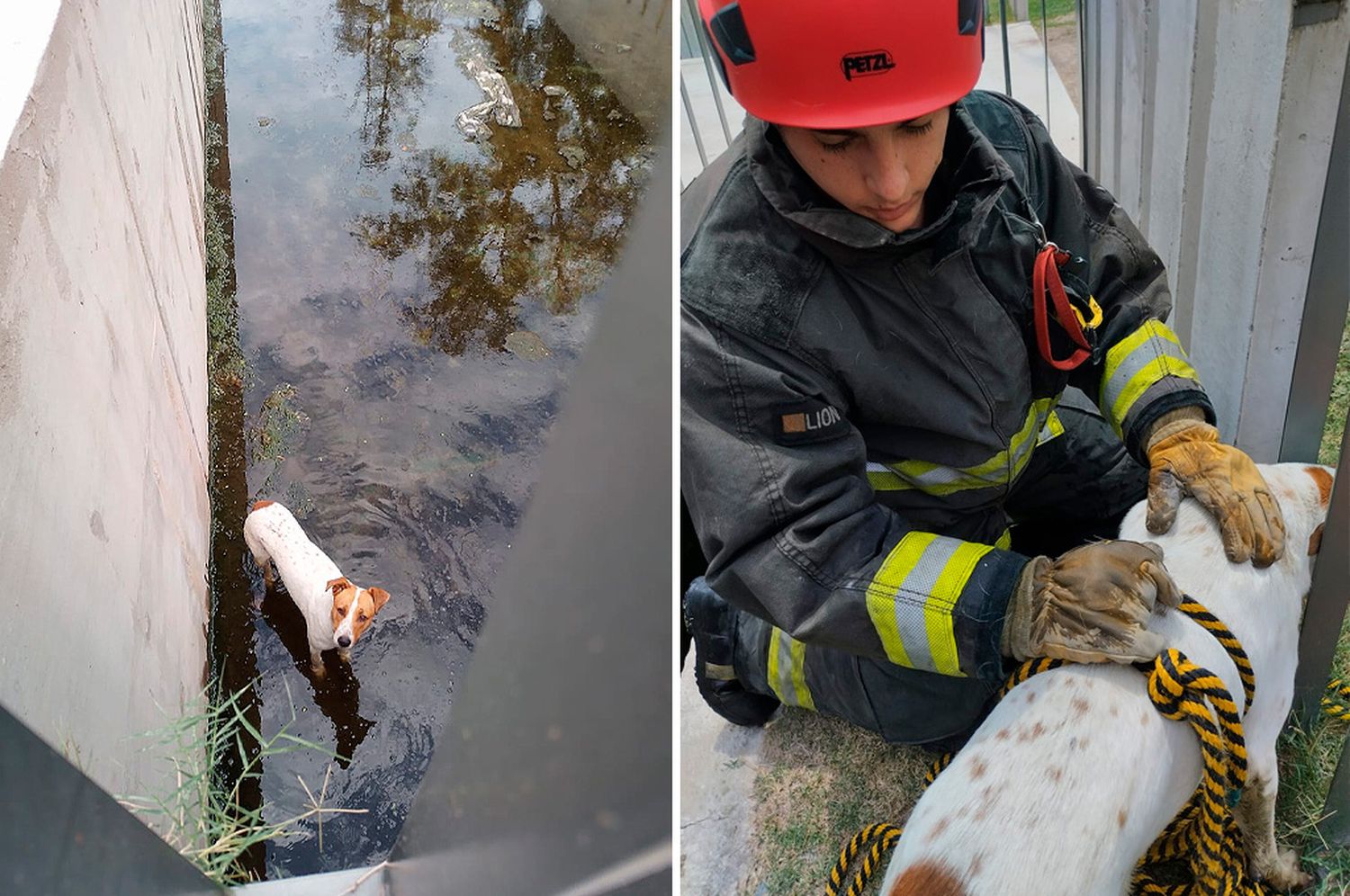 Bomberos Zapadores rescataron a un perrito que se cayó a un zanjón y no podía salir