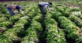 Por las lluvias, huerteros de Paraná perdieron el 80% de su producción