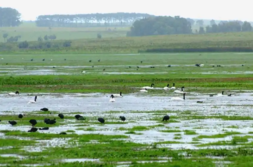 Ley de Humedales, a punto de perder estado parlamentario en el Congreso: la carta de la Multisectorial de Rosario a Fernández