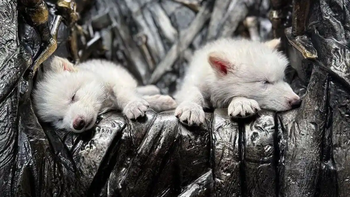 Científicos reviven al lobo gigante extinto hace 13.000 años: PRESENTAN A LOS CACHORROS RÓMULO Y REMO (Video)