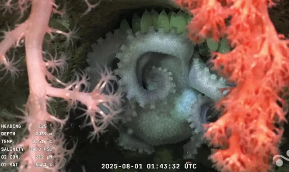 Imágenes captadas por expedición “Underwater Oases of Mar Del Plata Canyon: Talud Continental IV”