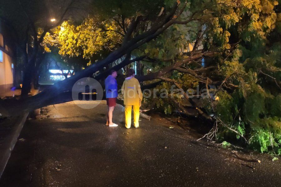 Un auto quedó atrapado bajo las ramas de un árbol