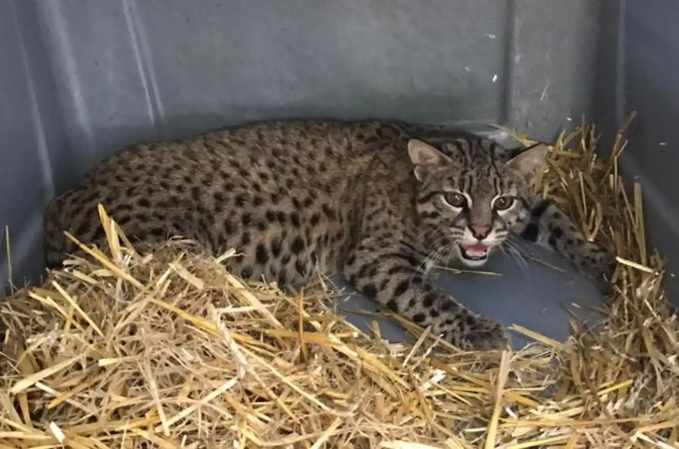 Liberaron en la provincia dos ejemplares de gato montés sudamericano