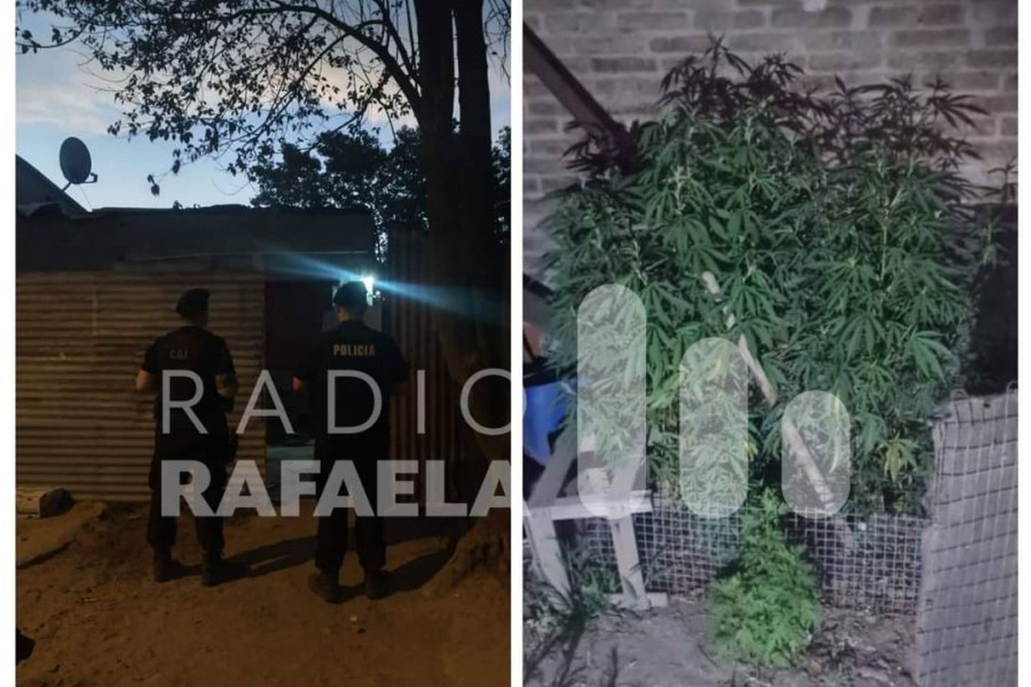 Las plantas encontradas