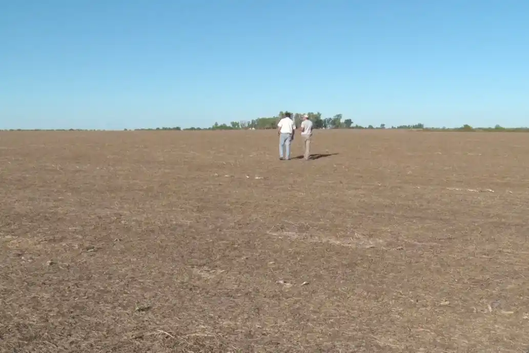 Revelan que el 20% de los productores elige cultivos de servicio