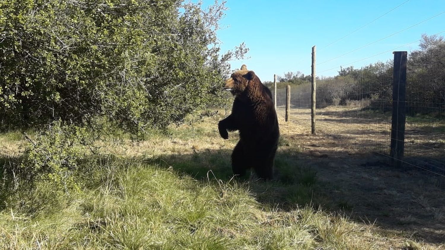 Liberan a un oso pardo que se encontraba en cautiverio