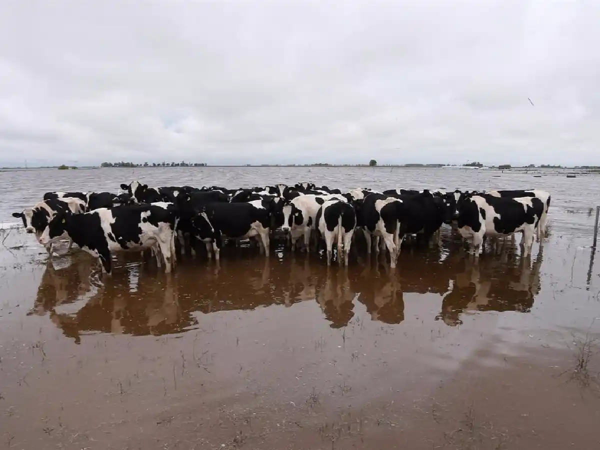 Por el agua, la producción de leche  en el noreste provincial se redujo  en unos 132 mil litros por día