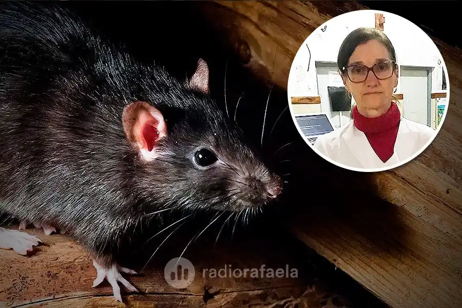 Preocupación por leptospirosis en Rafaela: ¿a qué debemos estar atentos?