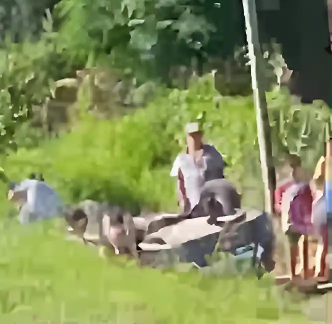 vuelco lucio mansilla symbol