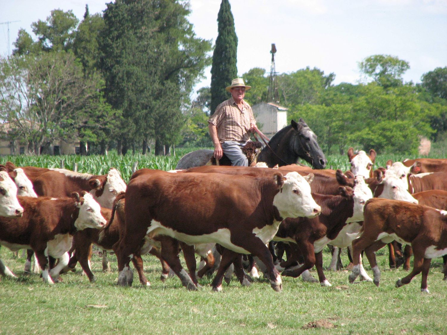 Gualeguay reflejó la tendencia provincial: subas generalizadas en el precio de la hacienda en julio