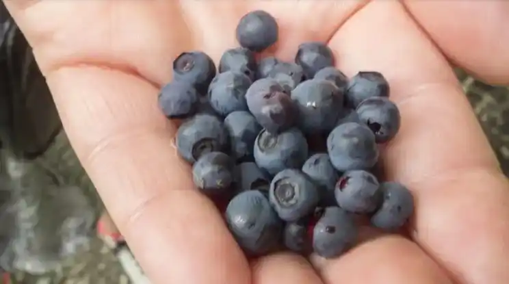 Lo que hoy entendemos por TDAH podría haber sido una importante ventaja para los cazadores-recolectores en el pasado.