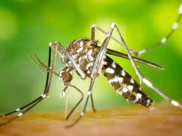 Alertan por la expansión de un virus que puede debilitar o incapacitar a las personas