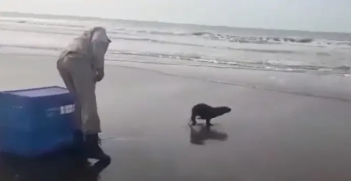 Prefectura retornó al mar a un lobo recuperado