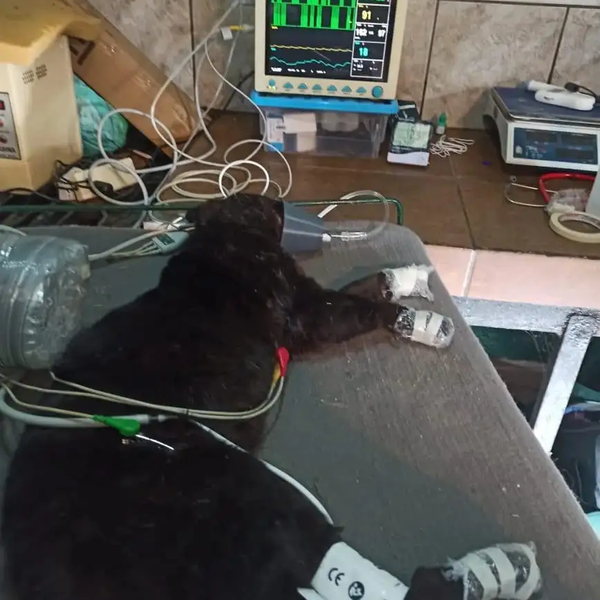 Desde el Centro de Granja Los Pibes rescataron y liberaron un ejemplar de gato montés