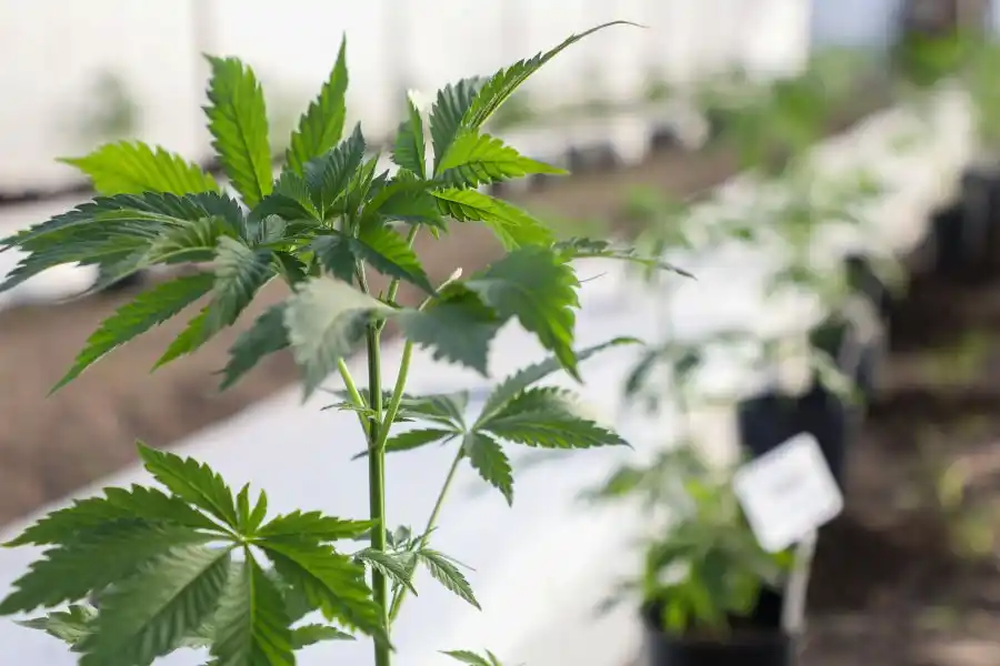 La provincia participó del Cannamérica 2023, el evento más importante del continente sobre Cannabis