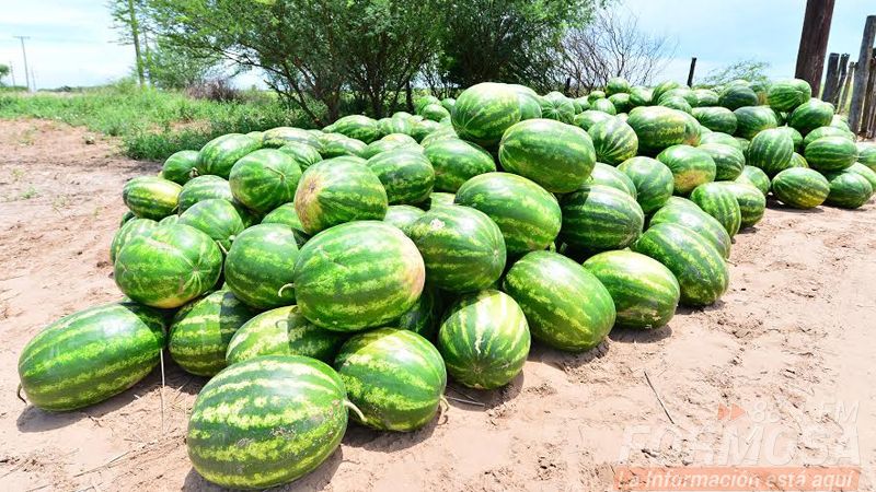 Productores formoseños del interior enviaron los primeros equipos con más de 90 mil kg de sandía