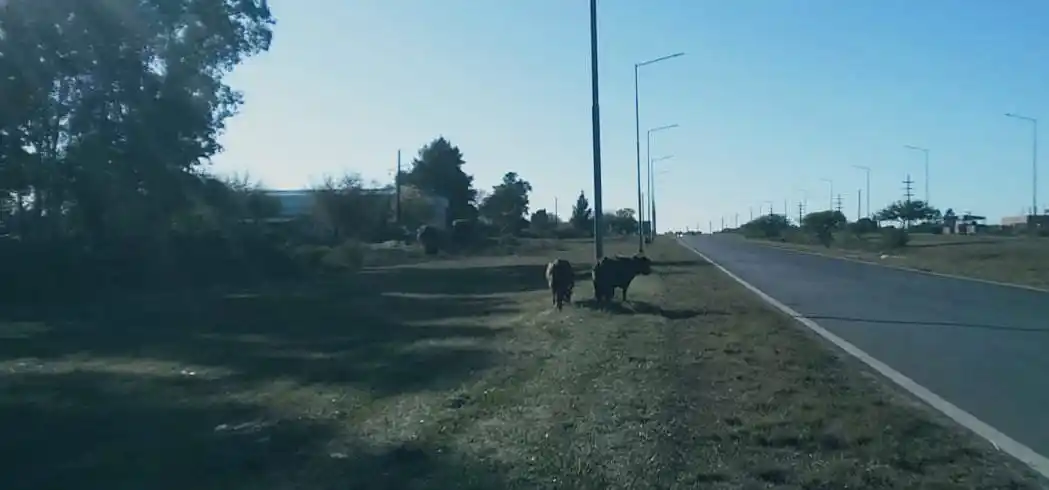 Vacunos atados en la banquina de la ruta.