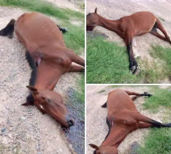 CABALLO 1001