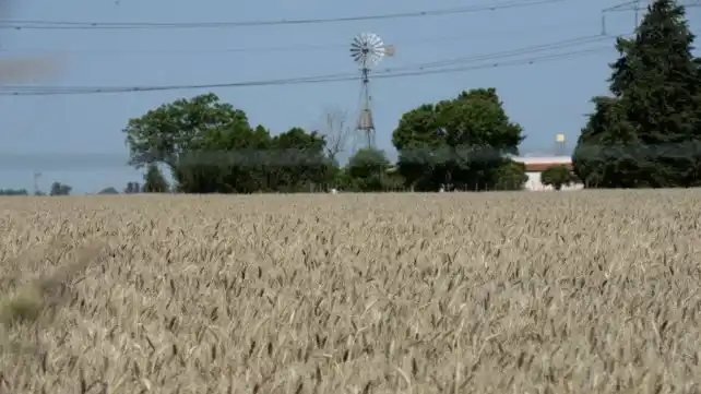 Lifschitz celebró la “gran cosecha de trigo” en la provincia