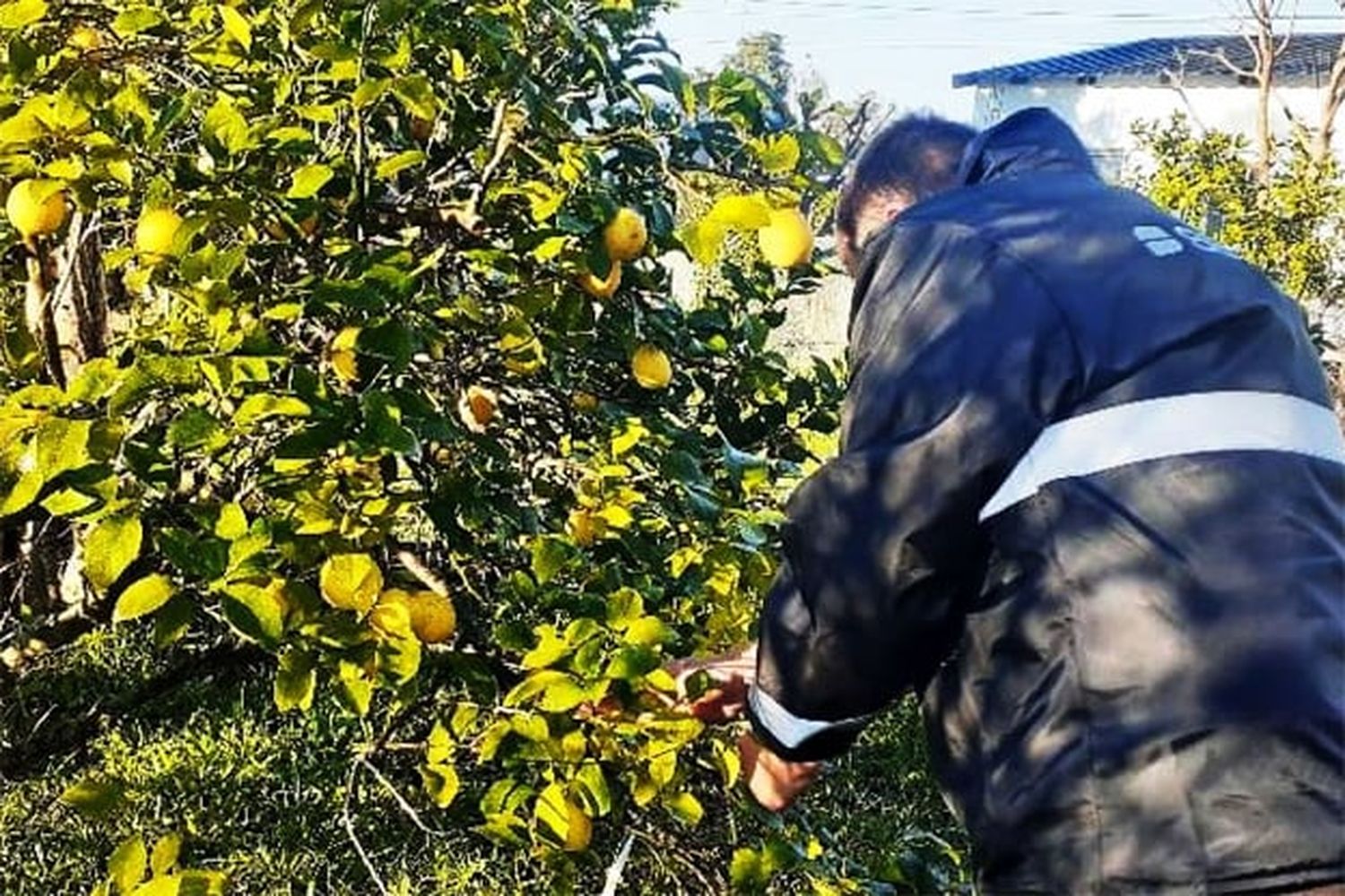 Hacen control urbano de plantas citrícolas para prevenir la enfermedad