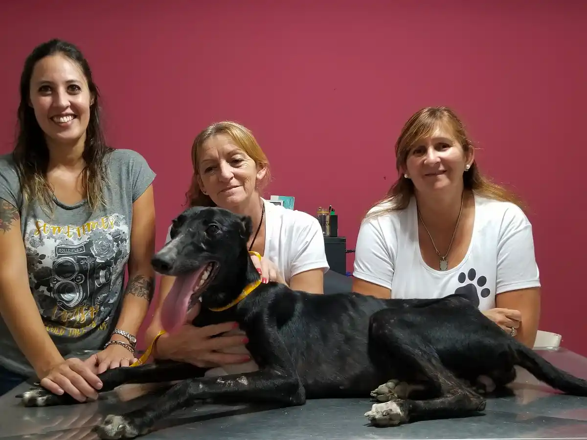 Refugio de amor: piden más hogares temporales para mascotas de la calle   