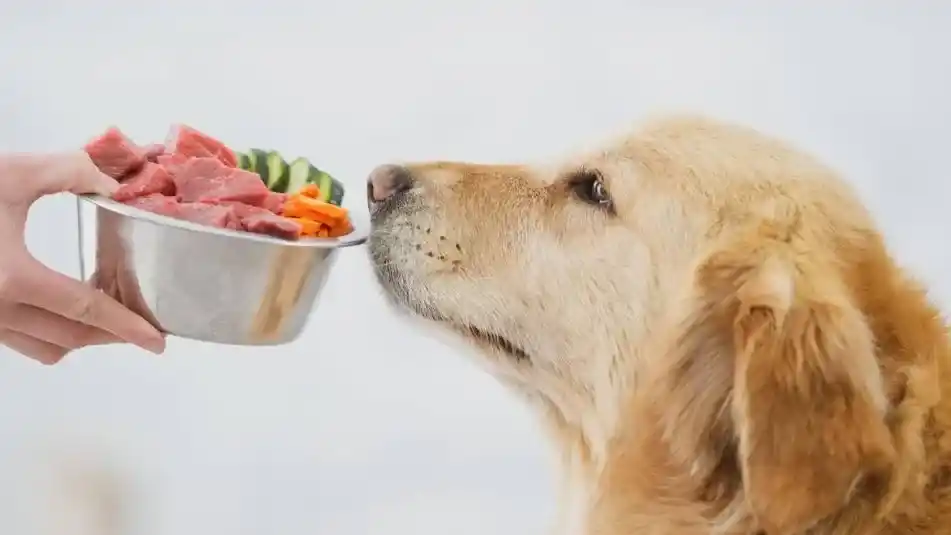 Desinformados. Según la columnista de Lo Dije o Lo Pensé, Candela Bonaura, las personas no conocen sobre alimentación en animales