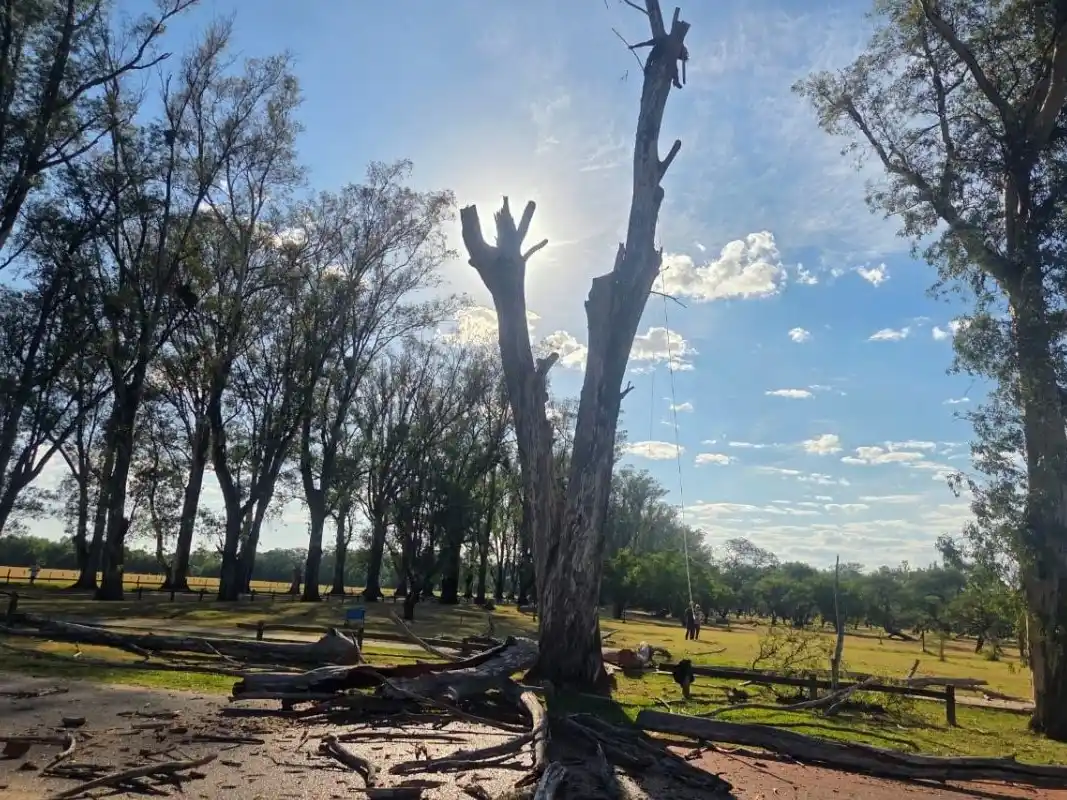 Realizaron una poda sanitaria de árboles secos en el Parque Unzué