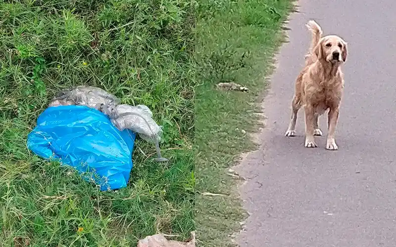 “¿Qué te costaba darlos en adopción?”